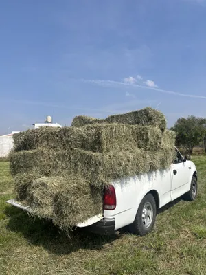 Export Quality Packed Alfalfa Hay