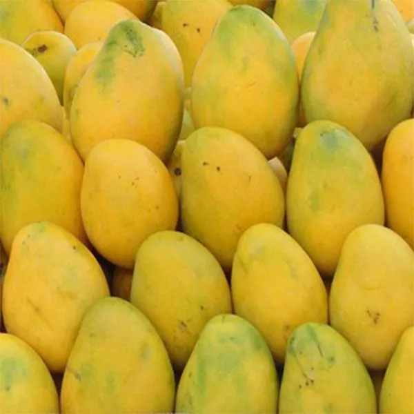 Banginapalli (Badami) - 1 Box( 6 to 7 Fruits) (Gross Weight: 3 kg (including box))
